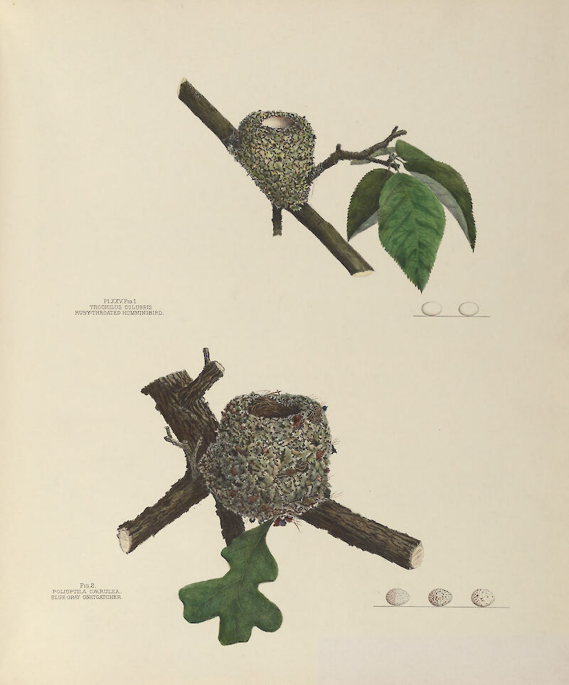 Plate 25. Ruby-Throated Hummingbird & Blue-Gray Gnatcatcher, Genevieve & Virginia Jones