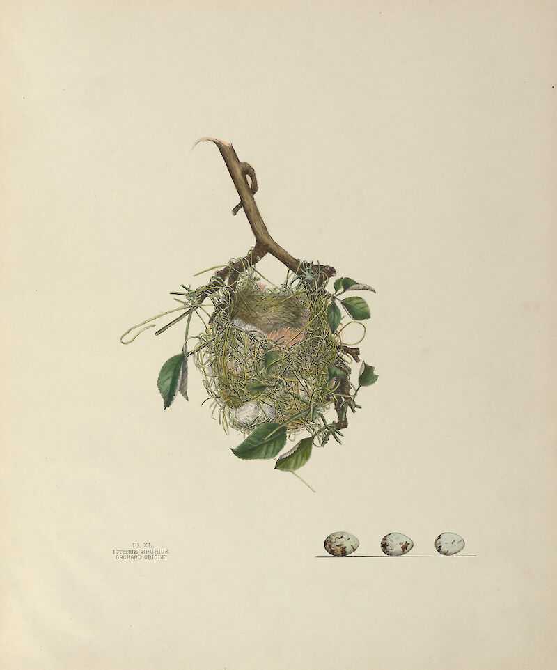 Plate 40. Orchard Oriole, Genevieve & Virginia Jones