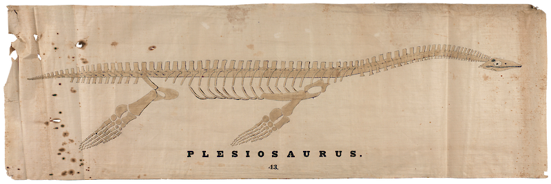 Plesiosaurus Skeleton, Orra White Hitchcock