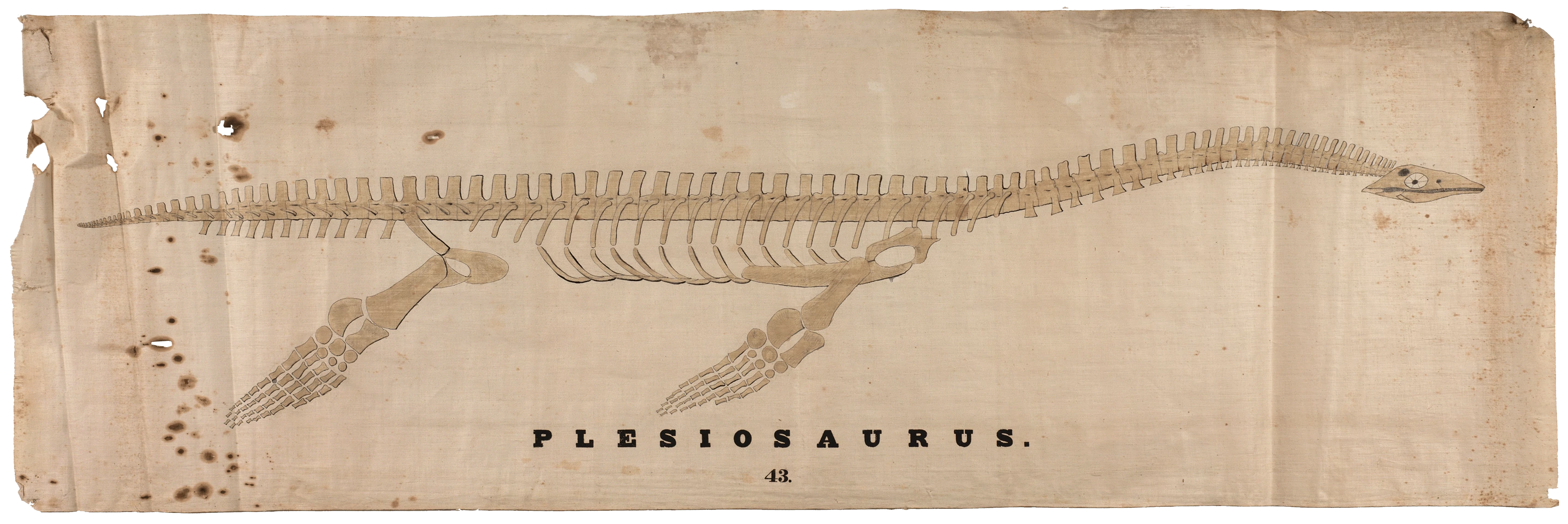 Plesiosaurus Skeleton, Orra White Hitchcock